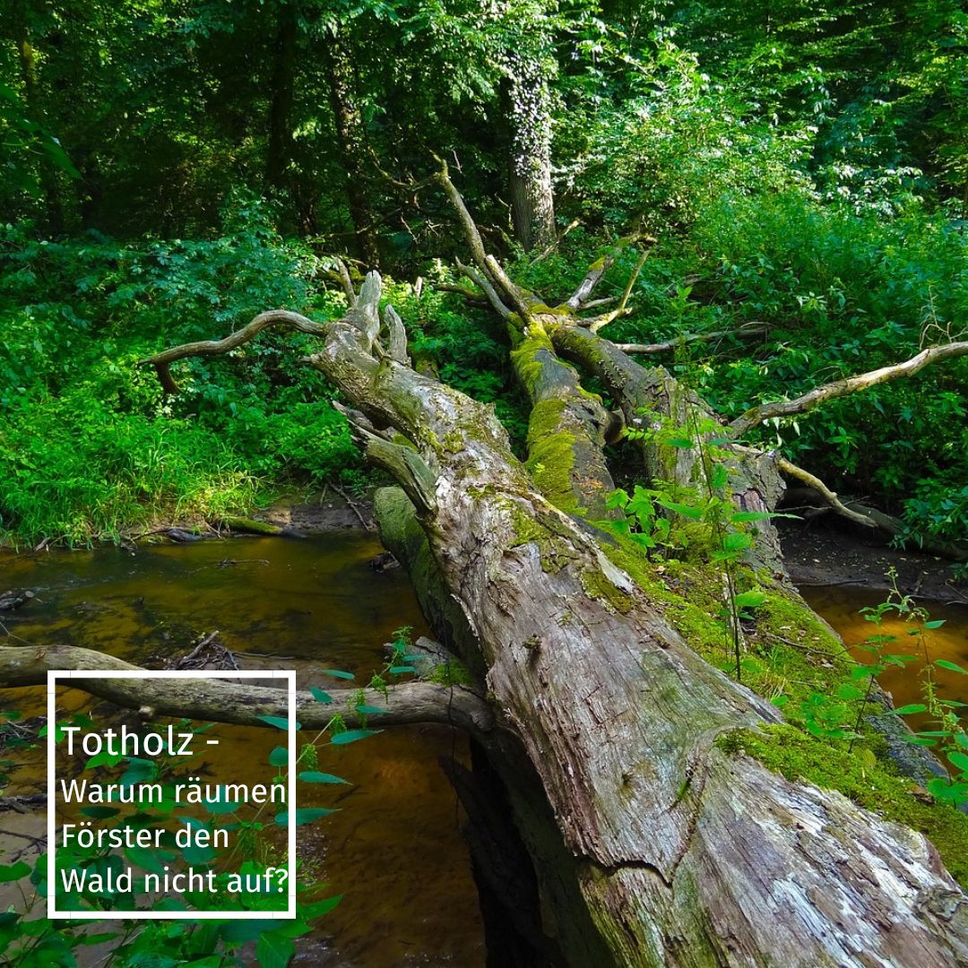 Warum liegt Totholz im Wald? Kinderleicht erklärt