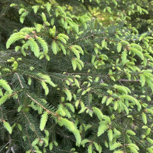 Fichten haben spitze, rundum stehende Nadeln und ihre Zapfen hängen nach unten. Tannen haben flache, weiche Nadeln, die zur Seite zeigen, und ihre Zapfen stehen aufrecht beide sind für Wipfelgelee geeignet.