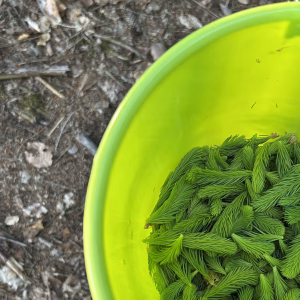 Das Sammeln von Fichtenwipfeln entspannt und man vergisst alles um sich herum, wie bei der Gartenarbeit. Die Vorfreude auf das Wichtelgelee ist groß!