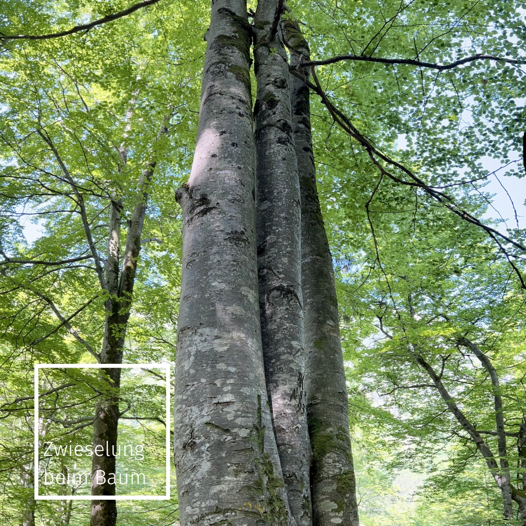 Zwieselung beim Baum = Kein Möbelholz